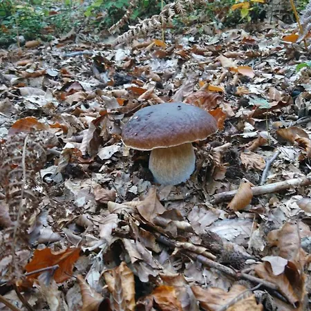 Apartma Dolomiti * Ljubljana